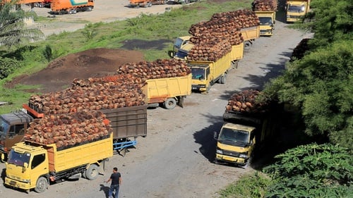 Ekspor CPO Dibuka, Harga TBS Sawit Bakal Sentuh Rp4.000 per Kg