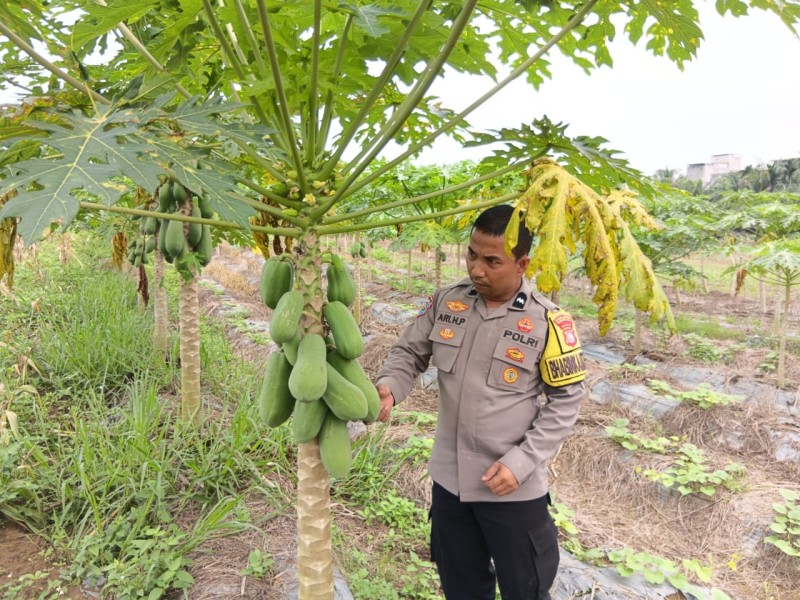 Polsek Batang Gansal Tinjau Pekarangan Bergizi di Desa Seberida
