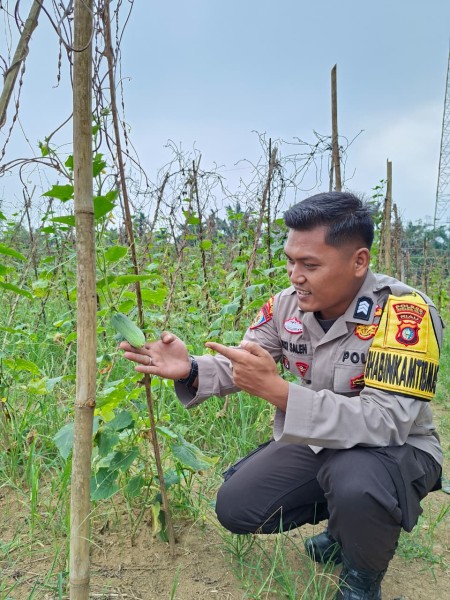 Dukung Ketahanan Pangan, Bhabinkamtibmas Polsek Batang Gansal Tinjau Pekarangan Bergizi di Desa Seberida