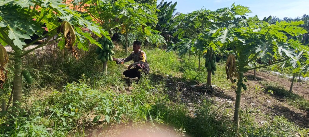 Aipda Rahmatsyah Tinjau Pekarangan Bergizi Warga, Wujud Nyata Ketahanan Pangan di Batang Gansal