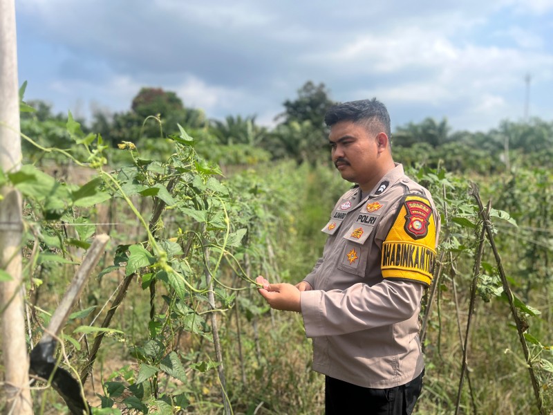 Tanaman Kacang Panjang Jadi Fokus Peninjauan Polsek Batang Gansal dalam Program Ketahanan Pangan