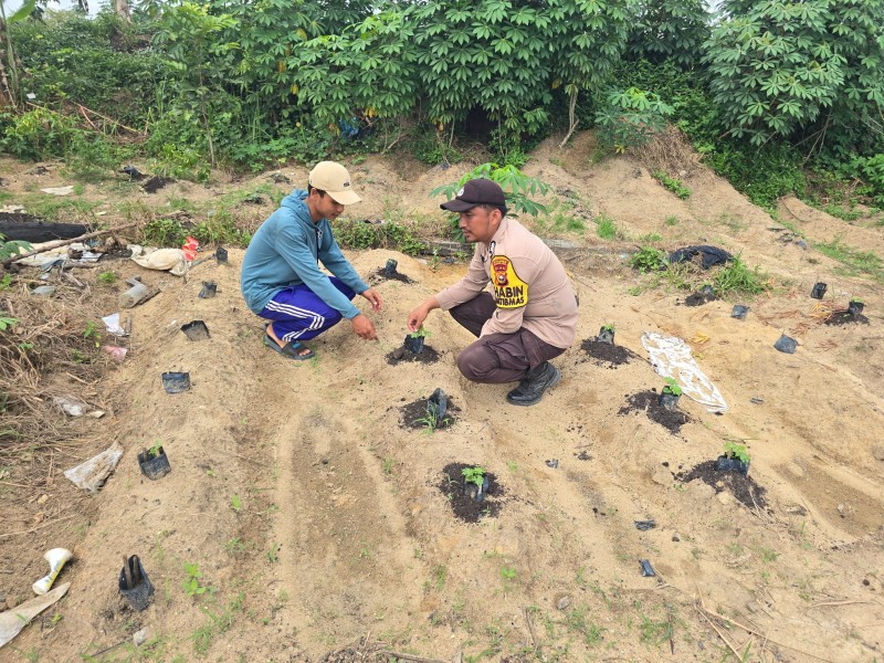 Ketahanan Pangan Dimulai dari Rumah, Bhabinkamtibmas Dampingi Warga Budidaya Cabai