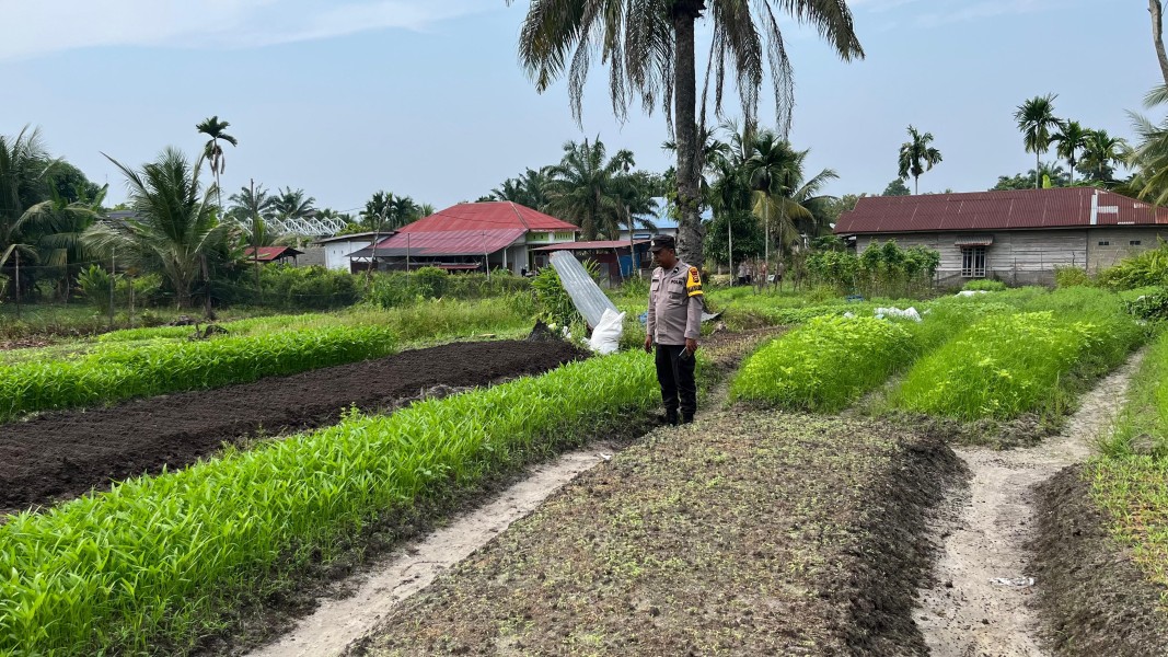 Polsek Seberida Dukung Perkuat Ketahanan Pangan Nasional Lewat Pemberdayaan Lahan Pekarangan
