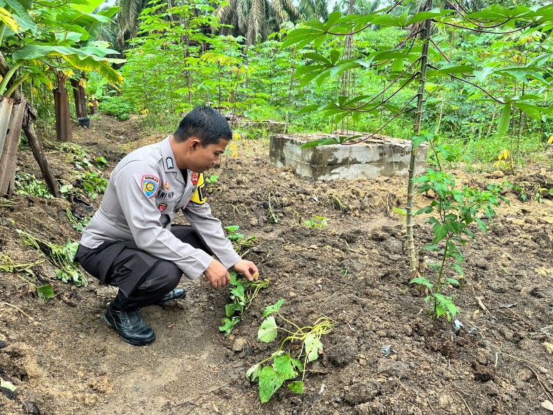 Polsek Batang Gansal Tinjau Pekarangan Bergizi di Desa Seberida, Dukung Program Asta Cita Presiden