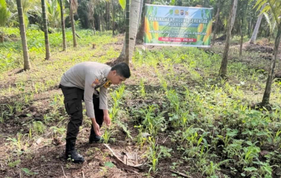 Pastikan Tanaman Jagung Warga Binaan. Om Bhabin Milenial  Polsek Tembilahan Lakukan Cek dan Monitoring