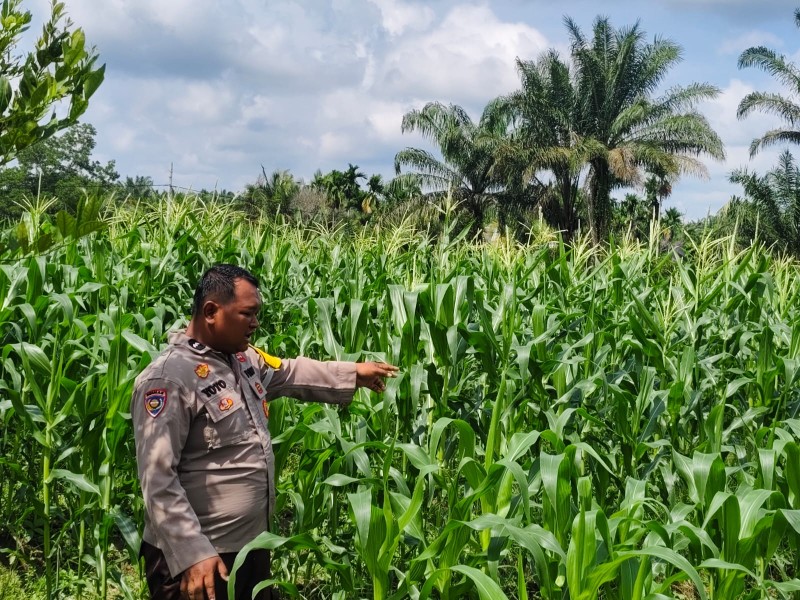 Jagung Manis Jadi Andalan, Warga Pangkalan Kasai Didorong Kembangkan Pertanian Mandiri
