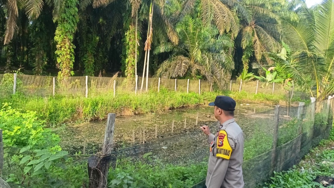 Bhabinkamtibmas Desa Bandar Padang Dorong Pengembangan Budidaya Ikan Patin untuk Mendukung Ketahanan Pangan Nasional