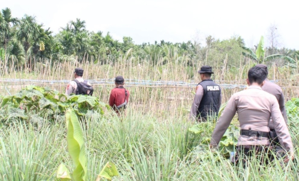 Dukung Ketahanan Pangan  Kapolsek Tembilahan bersama Personilnya Rutin Cek Lahan Jagung