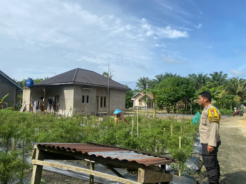 Bhabinkamtibmas Desa Payarumbai Sambangi Warga Pengelola Tanaman Cabe