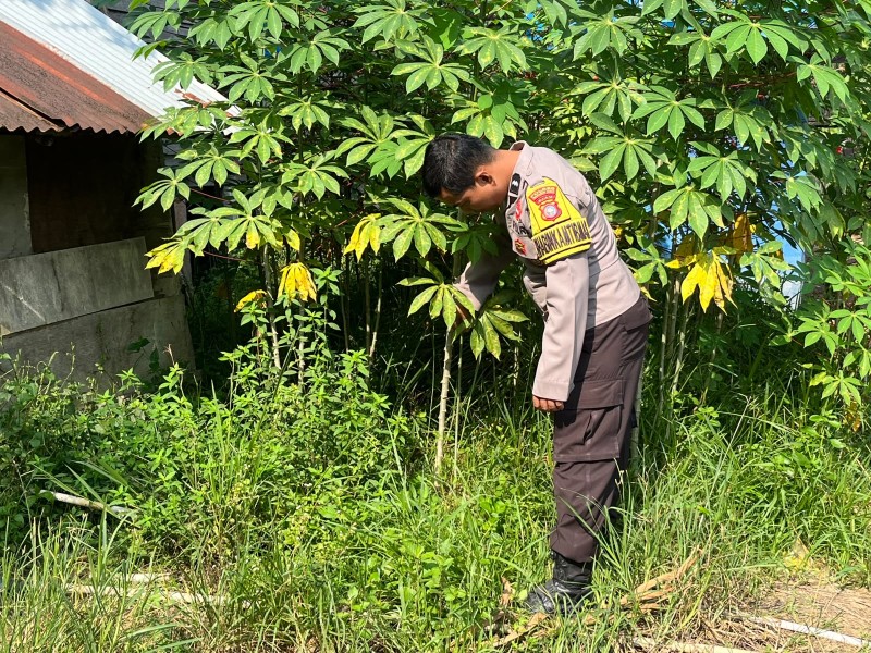 Polsek Batang Gansal Tinjau Pekarangan Bergizi, Tanaman Ubi Jadi Bukti Nyata Dukung Ketahanan Pangan Nasional
