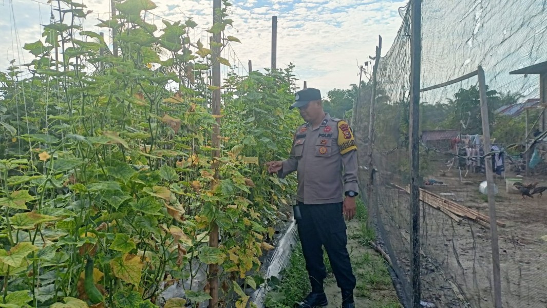Budidaya Mentimun Jadi Fokus Ketahanan Pangan di Desa Bandar Padang