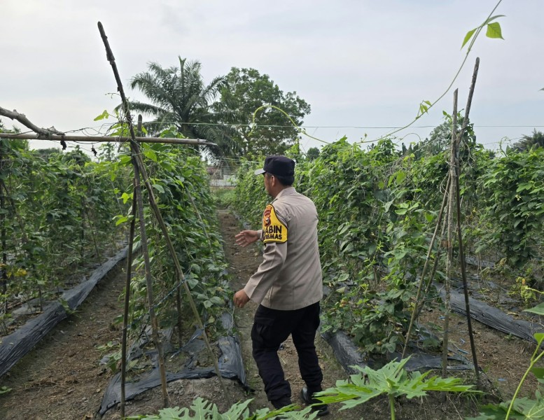 Hujan Turun, Bhabinkamtibmas Dorong Warga Petalabumi Manfaatkan Pekarangan untuk Ketahanan Pangan