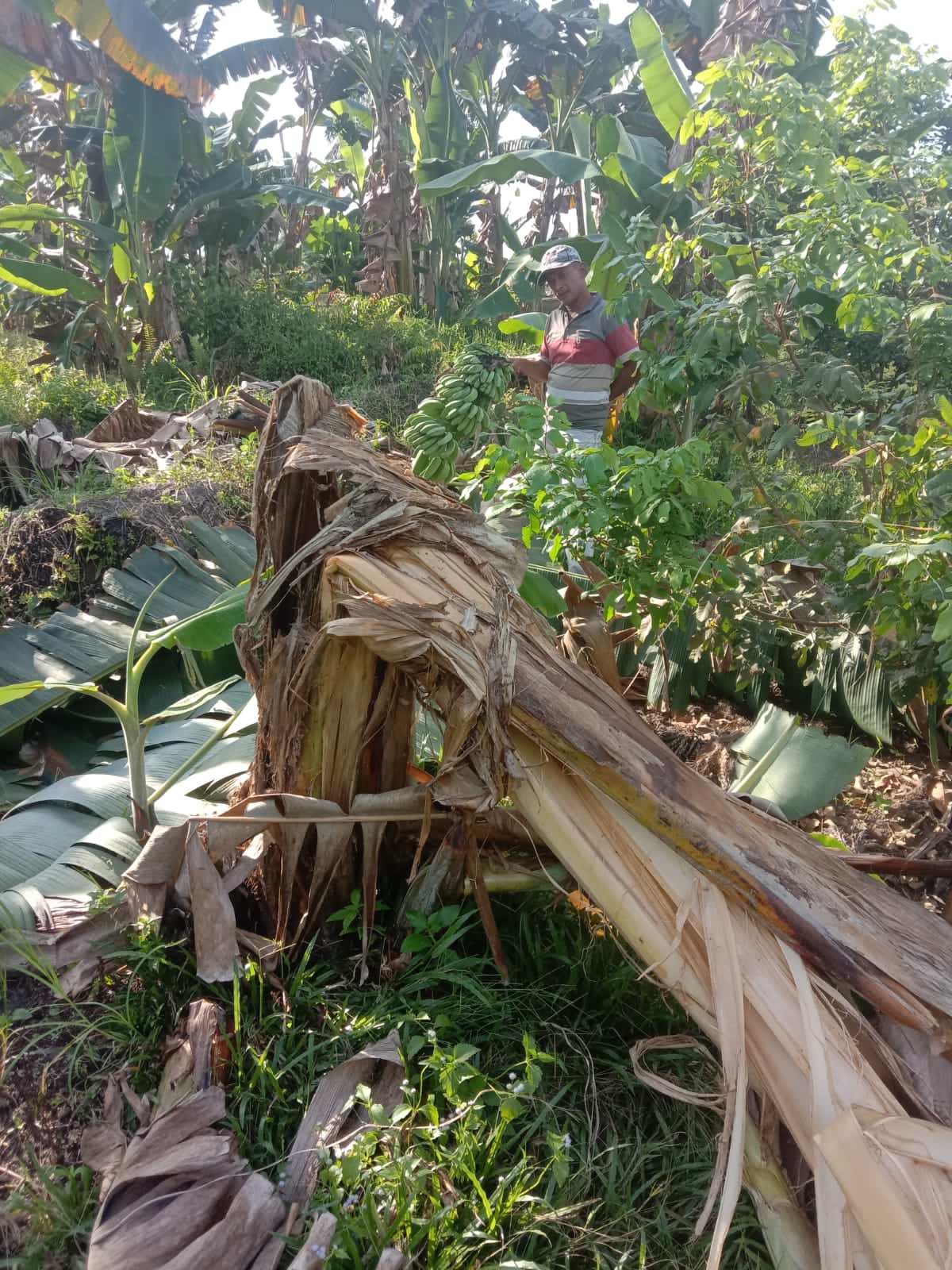 Kawanan Gajah Liar Masuk dan Merusak Kebun Warga, BKSDA : Gajah Sudah Bergerak ke Desa Cenaku Kecil