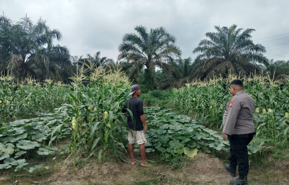 Bhabinkamtibmas Polsek Seberida Ajak Warga Kelesa Manfaatkan Pekarangan untuk Ketahanan Pangan