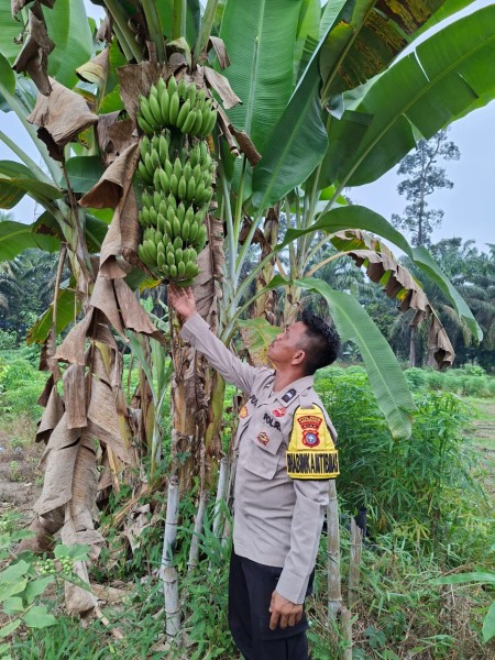 Pekarangan Bergizi Desa Seberida, Langkah Nyata Wujudkan Ketahanan Pangan dari Rumah