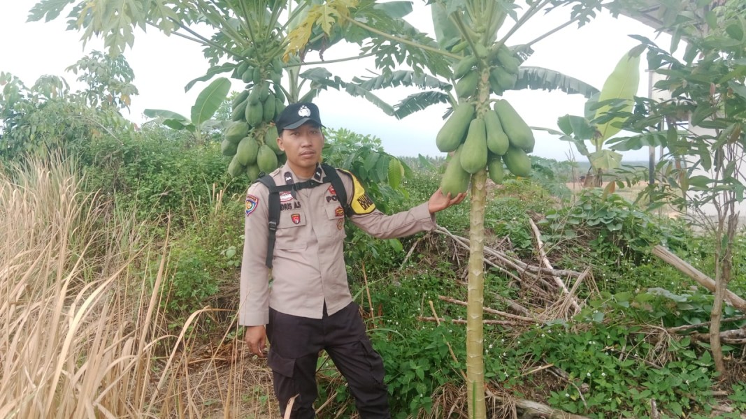 Bhabinkamtibmas Desa Seresam Dorong Pemanfaatan Pekarangan untuk Mendukung Ketahanan Pangan Nasional