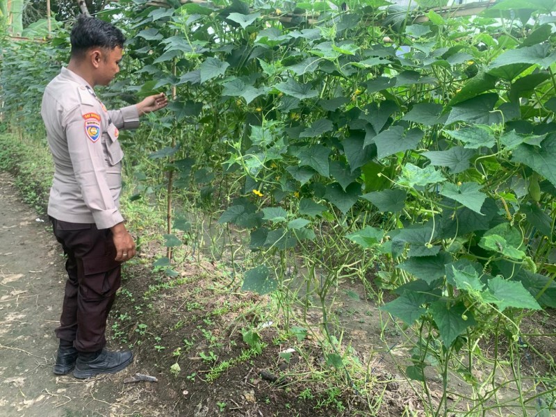 Pemanfaatan Pekarangan Terus Digalakkan, Polsek Batang Gansal Tinjau Kebun Bergizi Warga