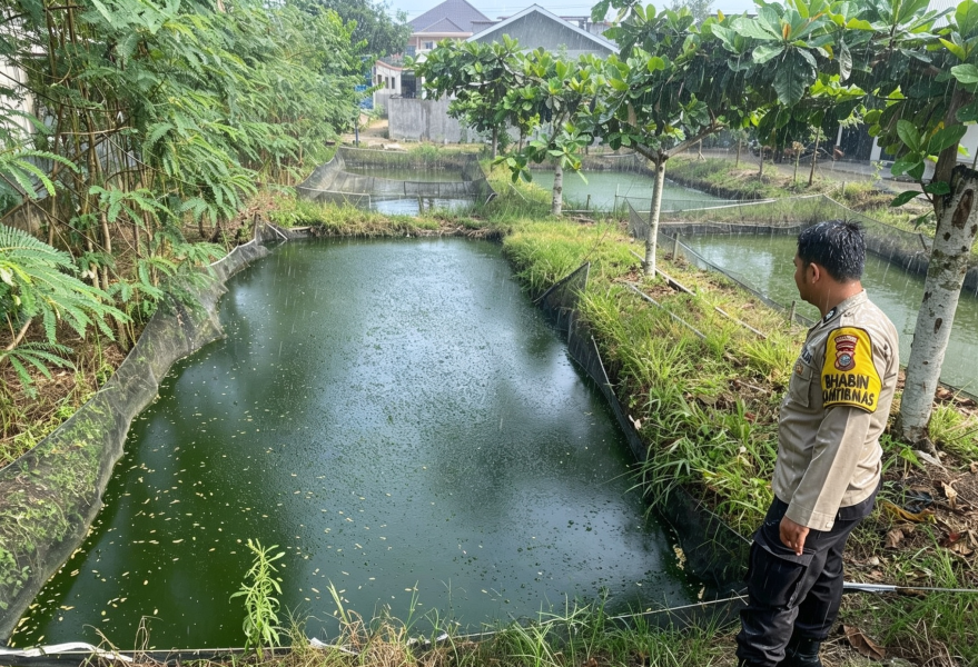 Bhabinkamtibmas Payarumbai Aktif Dampingi Warga Kembangkan Budidaya Ikan Nila