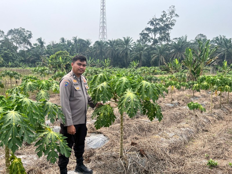 DI Tengah Kemarau Panjang, Polsek Batang Gansal Tinjau Pekarangan Pangan Bergizi Di Desa Seberida