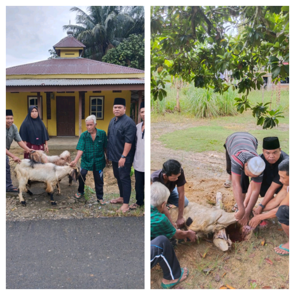 Momen Idul Adha 1446 H: PT Usul Tambang Mandiri Berikan Dua Ekor Kambing untuk Hewan Qurban di Desa Usul