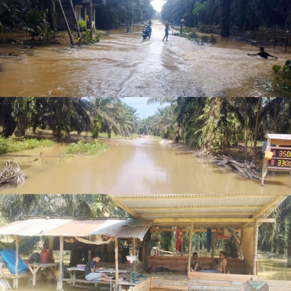 Perkebunan Sekuyam dapat Kiriman Banjir, Petani Sawit Rehat Dulu
