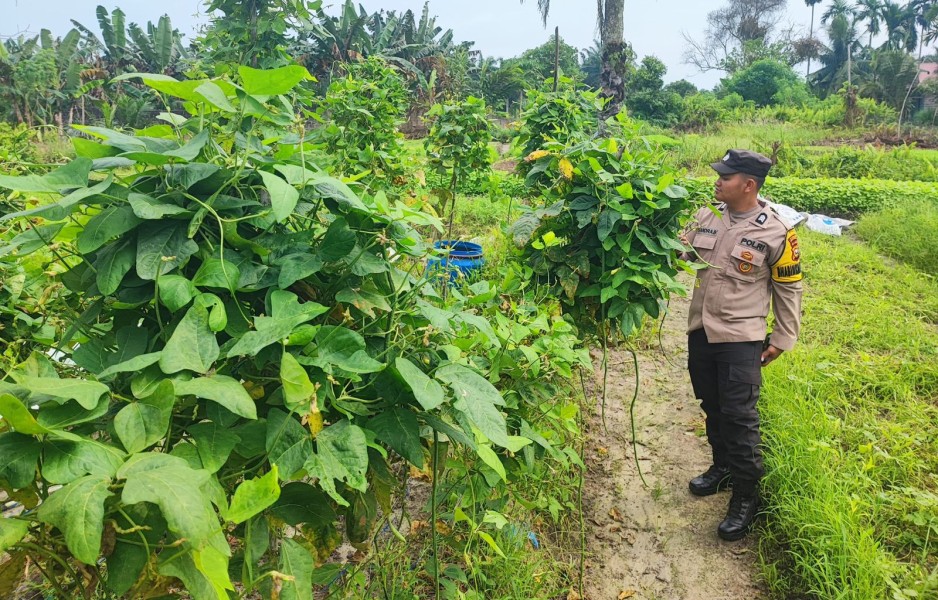 Lahan Kosong Disulap Jadi Sumber Pangan, Bhabinkamtibmas Payarumbai Beri Motivasi Warga