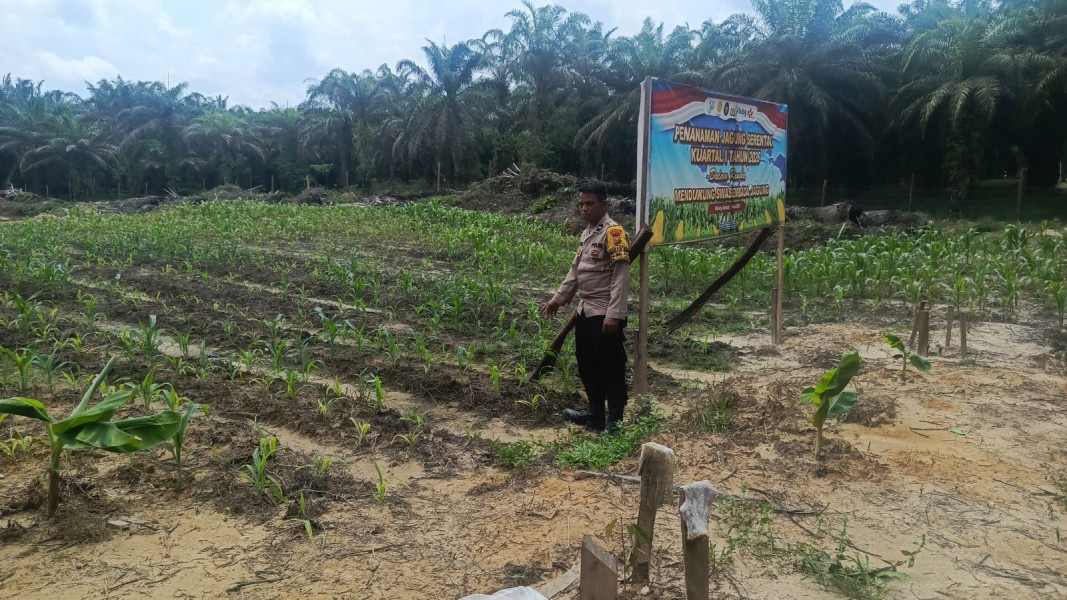 Polsek Batang Gansal Cek Pertumbuhan Jagung Pipil, Dukung Program Swasembada Pangan 2026