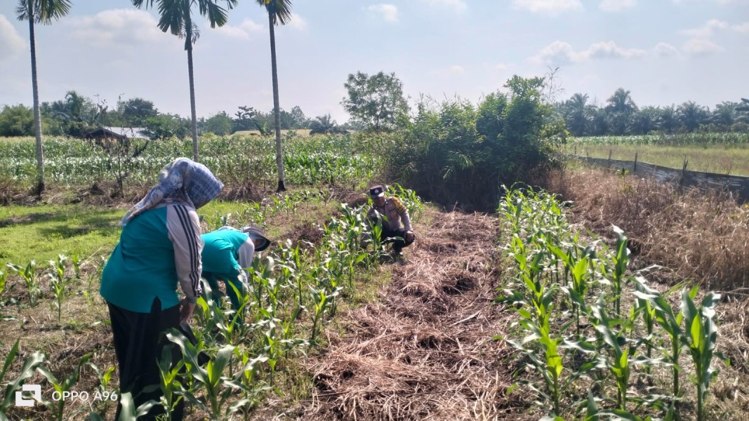 Swasembada Pangan, Bhabinkamtibmas Polres Inhu Sambangi Petani Jagung