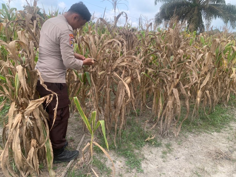 Dukung Program Asta Cita, Polsek Batang Gansal Pantau Langsung Lahan Jagung Pipil di Desa Ringin