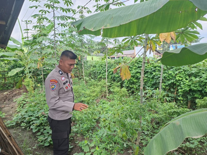 Brigpol Riski Saleh Monitoring Pekarangan Cabai Milik Warga Desa Seberida