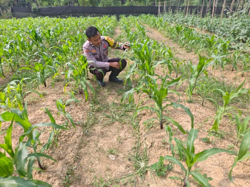 Dari Desa Ringin untuk Ketahanan Pangan, Polisi Cek Pertumbuhan Jagung Pipil