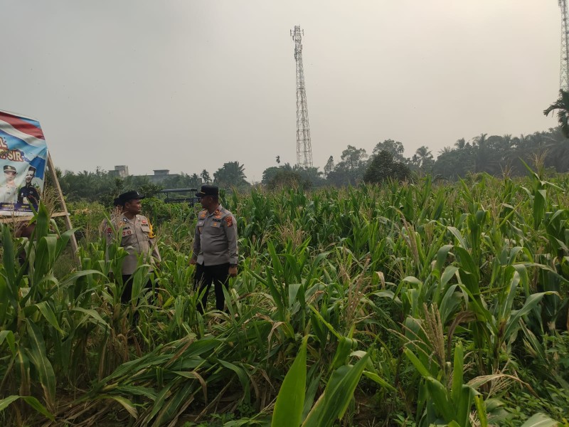 Polisi Turun ke Kebun, Pertumbuhan Jagung Pipil Seberida Dipantau