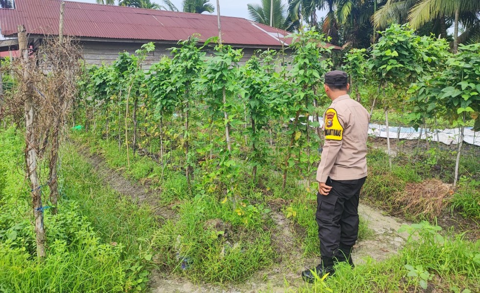 Tak Hanya Jaga Kamtibmas, Bhabinkamtibmas Ini Semangati Warga Bertani Sayuran