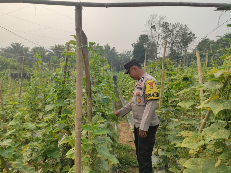 Polisi Dorong Ketahanan Pangan dari Pekarangan, Timun Jadi Andalan Warga Seberida