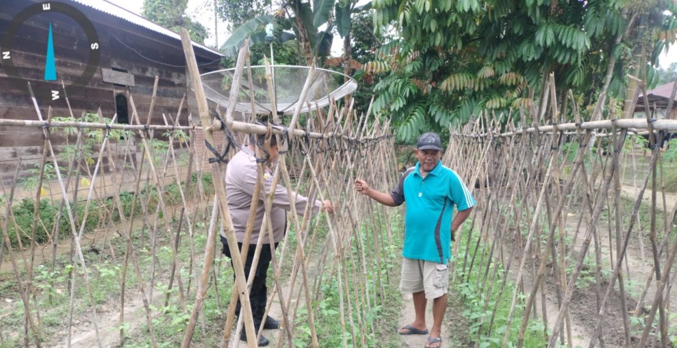 Lewat Tanaman Tomat dan Kacang Panjang, Bhabinkamtibmas Kelesa Perkuat Ketahanan Pangan Desa