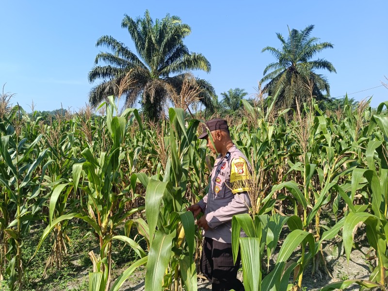 Dukung Asta Cita Presiden, Polsek Batang Gansal Pantau Perkembangan Jagung Pipil