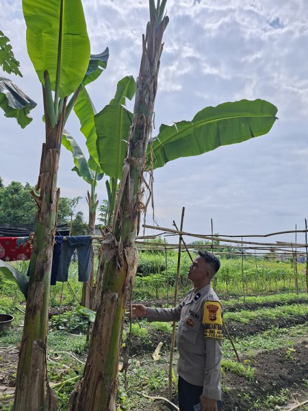 Polsek Batang Gansal Tinjau Pekarangan Bergizi, Dukung Ketahanan Pangan Nasional di Desa Seberida