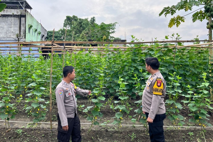 Pekarangan Bergizi Makin Berkembang, Polsek Batang Gansal Turun Langsung ke Lapangan