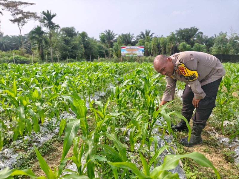 30 Hari Ditanam, Jagung Desa Belimbing Dipantau Polisi