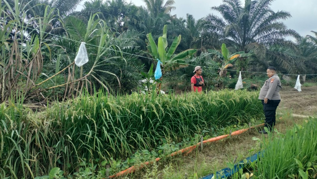 Dukung Ketahanan Pangan Nasional, Bhabinkamtibmas Polsek Seberida Sambangi Petani di Desa Kelesa