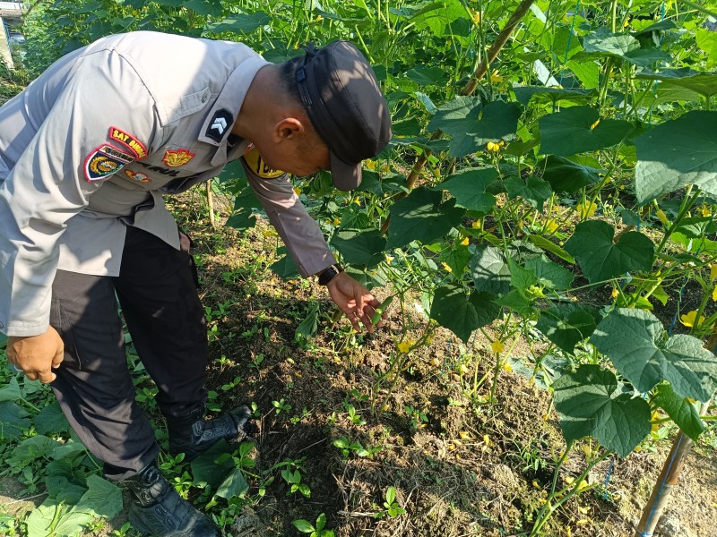 Polri Hadir Dukung Ketahanan Pangan Melalui Pekarangan Bergizi Masyarakat