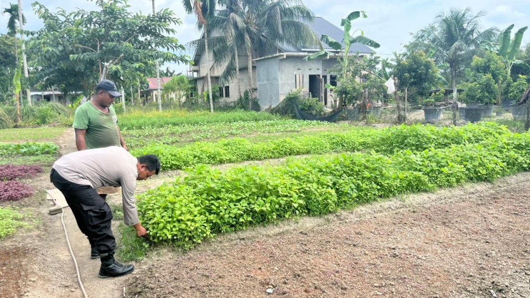 Dukung Ketahanan Pangan Nasional, Polsek Seberida Dorong Warga Desa Beligan Tanam Sayuran