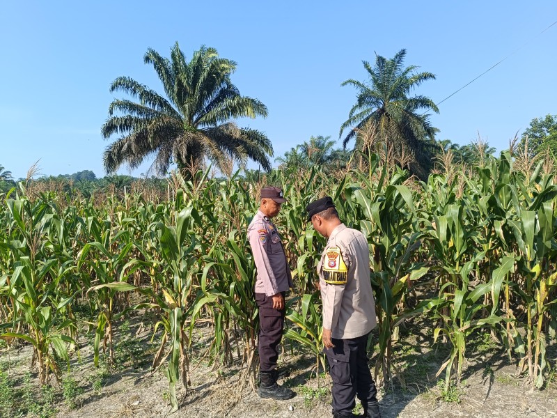 Polsek Batang Gansal Cek Pertumbuhan Jagung Pipil di Desa Ringin, Dukung Program Swasembada Pangan 2026