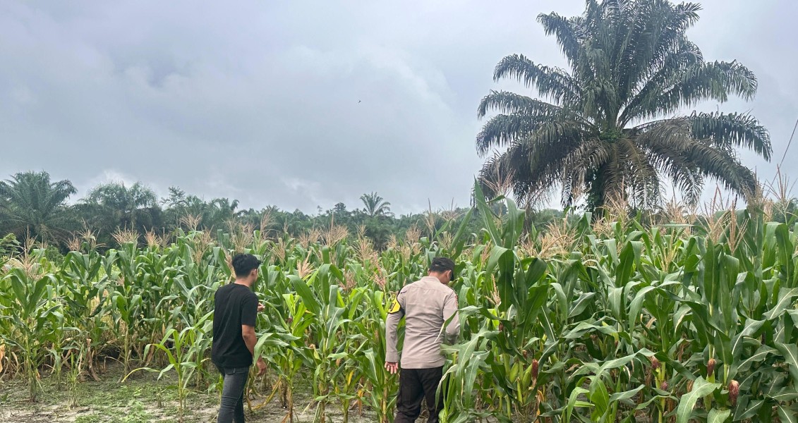 Wujudkan Swasembada Pangan 2026, Polsek Batang Gansal Turun ke Lahan Jagung