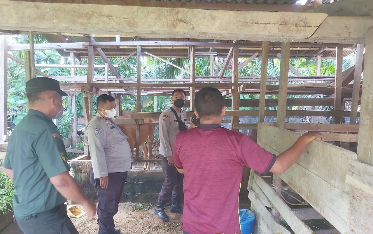 Koramil 03/Seberida Lakukan Pengecekan, Terhadap 20 Ekor Sapi