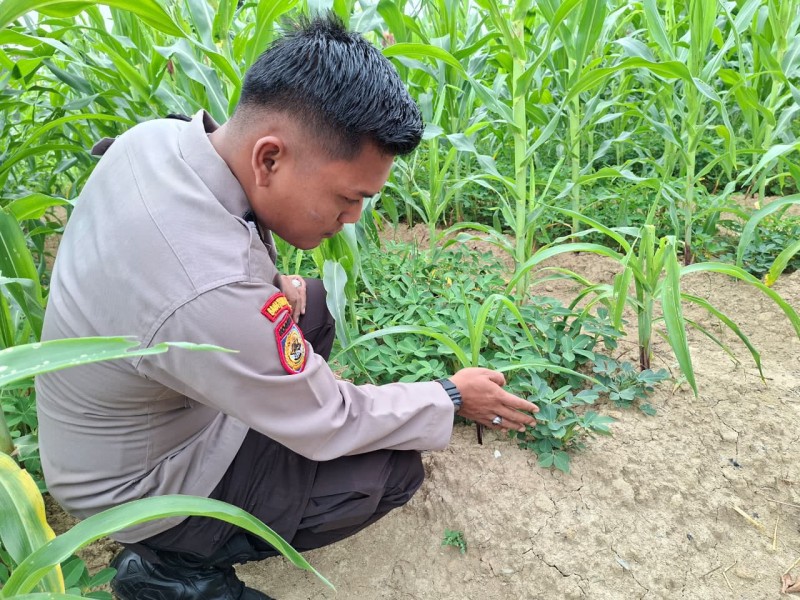 POLISI TURUN KE PEKARANGAN WARGA, KETAHANAN PANGAN DI SUNGAI AKAR TERUS DIGENJOT!