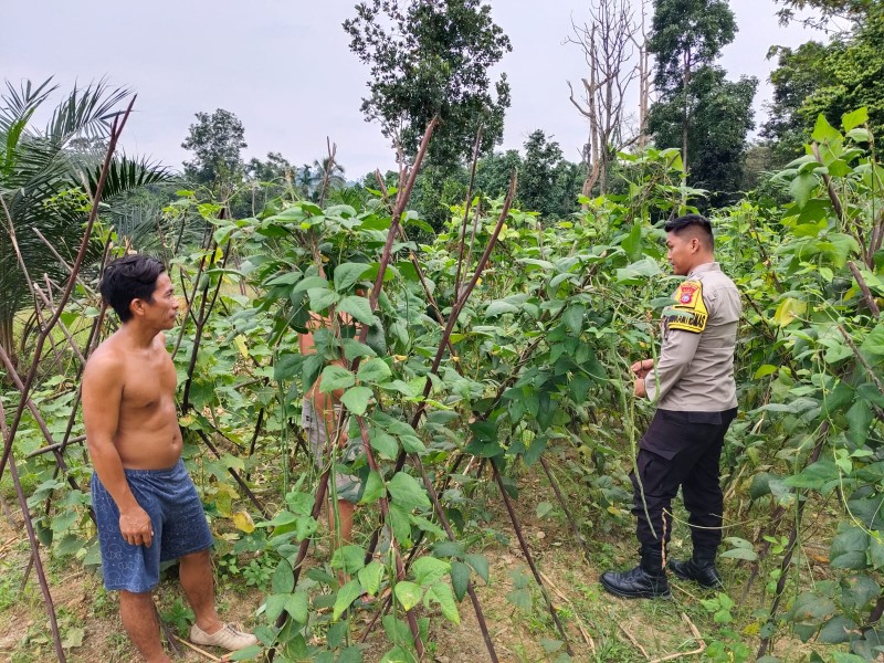 Polsek Batang Gansal Tinjau Pekarangan Bergizi, Kacang Panjang Jadi Komoditas Ketahanan Pangan