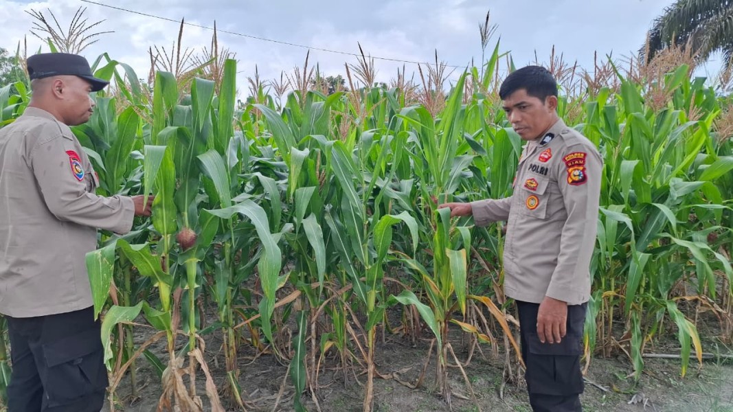 Dukung Program Asta Cita Presiden, Polsek Batang Gansal Cek Lahan Jagung