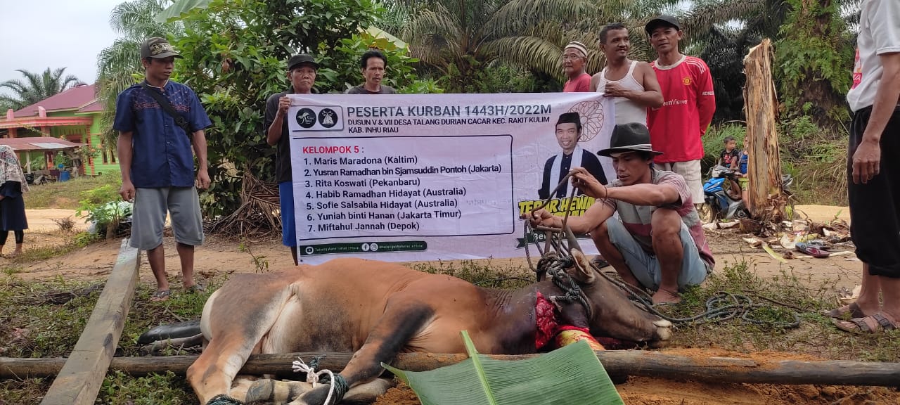 YTWU Semblih Enam Ekor Sapi Kurban Untuk Masyarakat Pedalaman Suku Talang Mamak Indragiri Hulu Riau