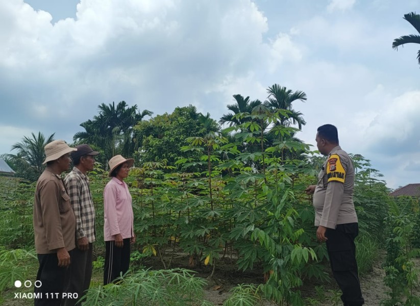 Budidaya Ubi Kayu Jadi Upaya Warga Bukit Meranti Dukung Ketahanan Pangan